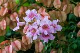 Podranea ricasoliana