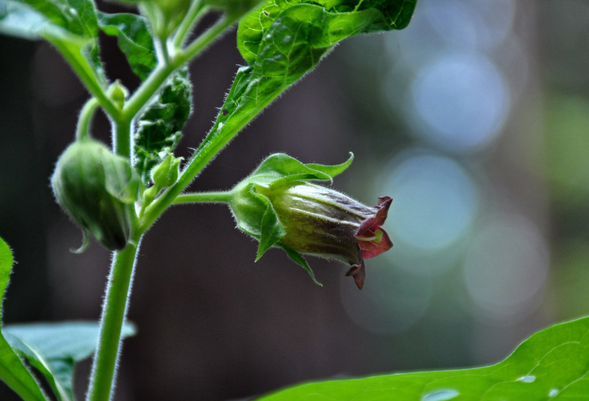 Image of Atropa bella-donna specimen.