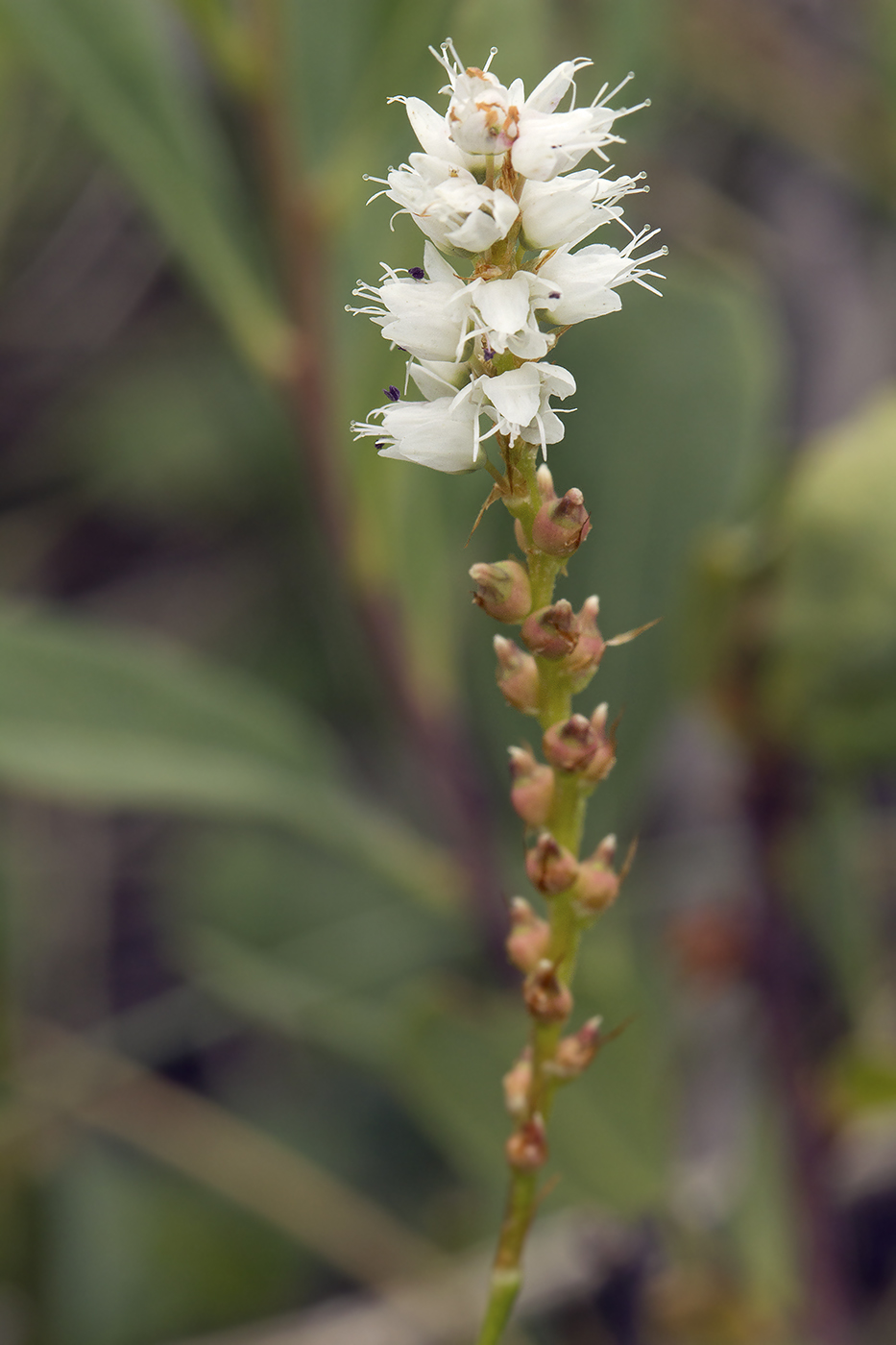 Image of Bistorta vivipara specimen.