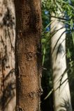 genus Eucalyptus