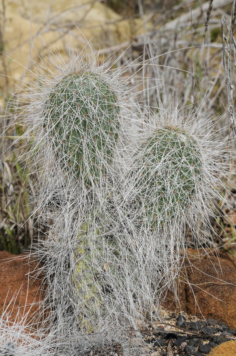 Изображение особи Opuntia erinacea.