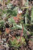 Androsace maxima