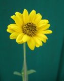 Helianthus rigidus