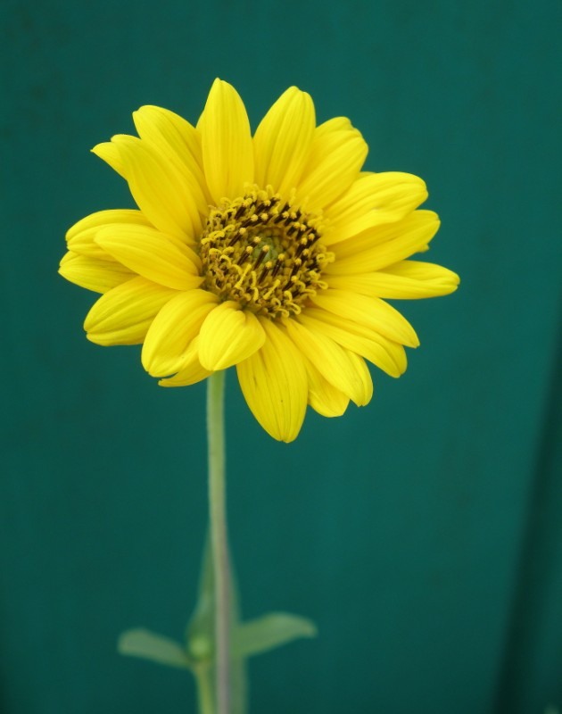 Изображение особи Helianthus rigidus.