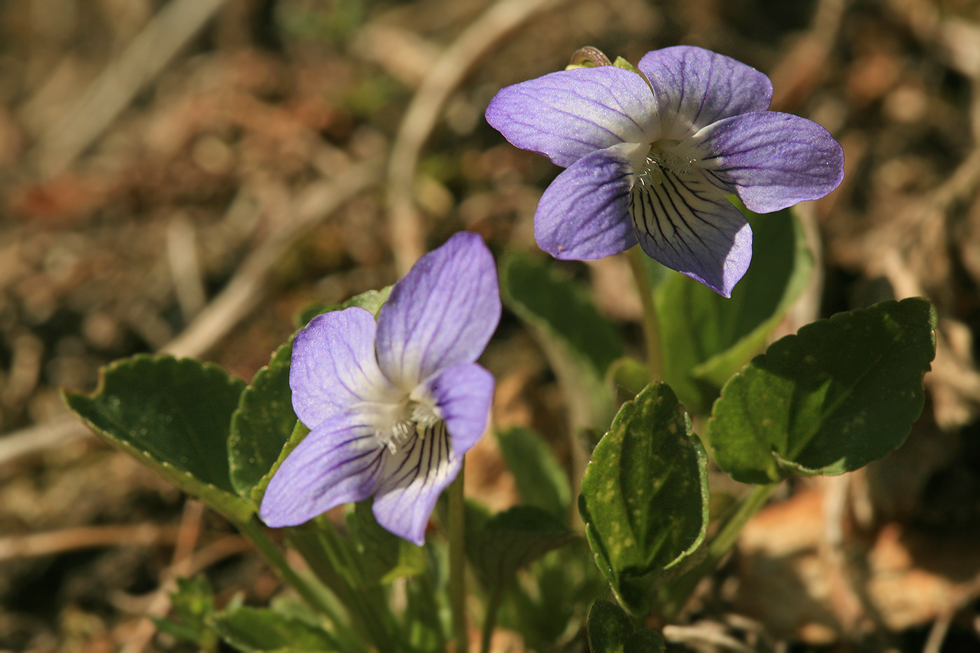 Image of Viola rupestris specimen.