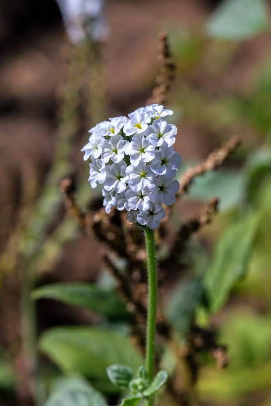 Image of genus Heliotropium specimen.