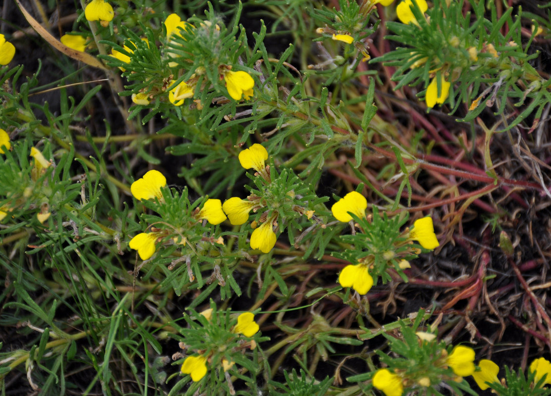 Image of Ajuga chia specimen.