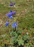 Delphinium brachycentrum