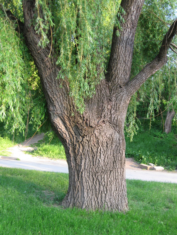 Изображение особи Salix babylonica.