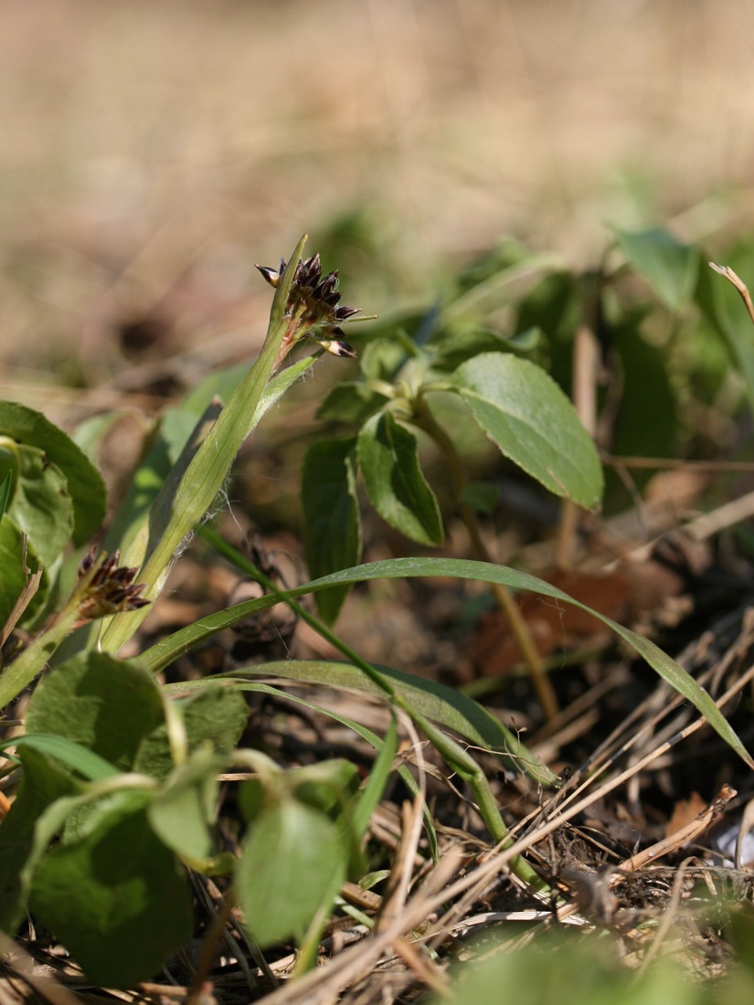 Image of Luzula pilosa specimen.