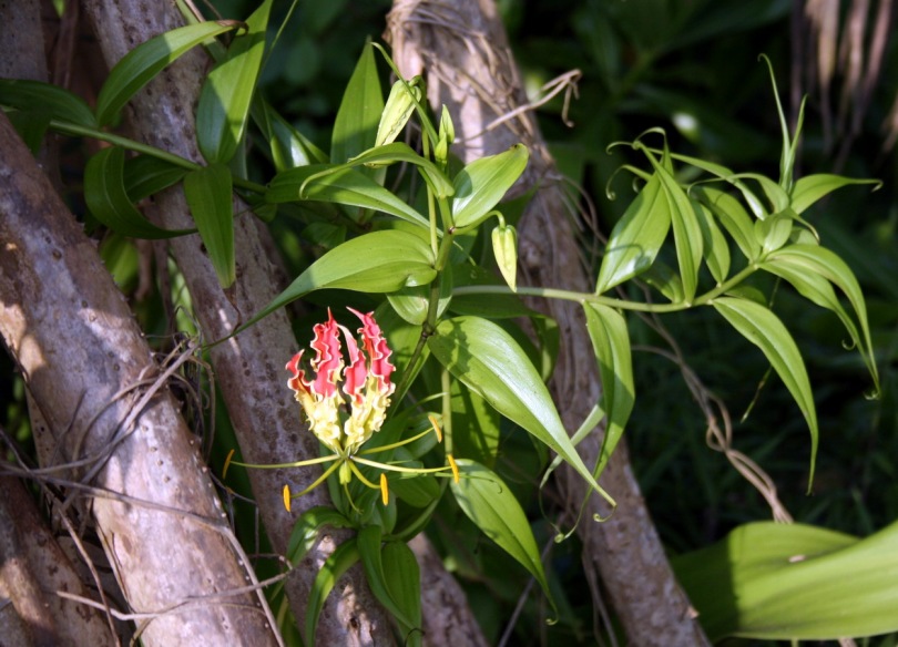 Image of Gloriosa superba specimen.