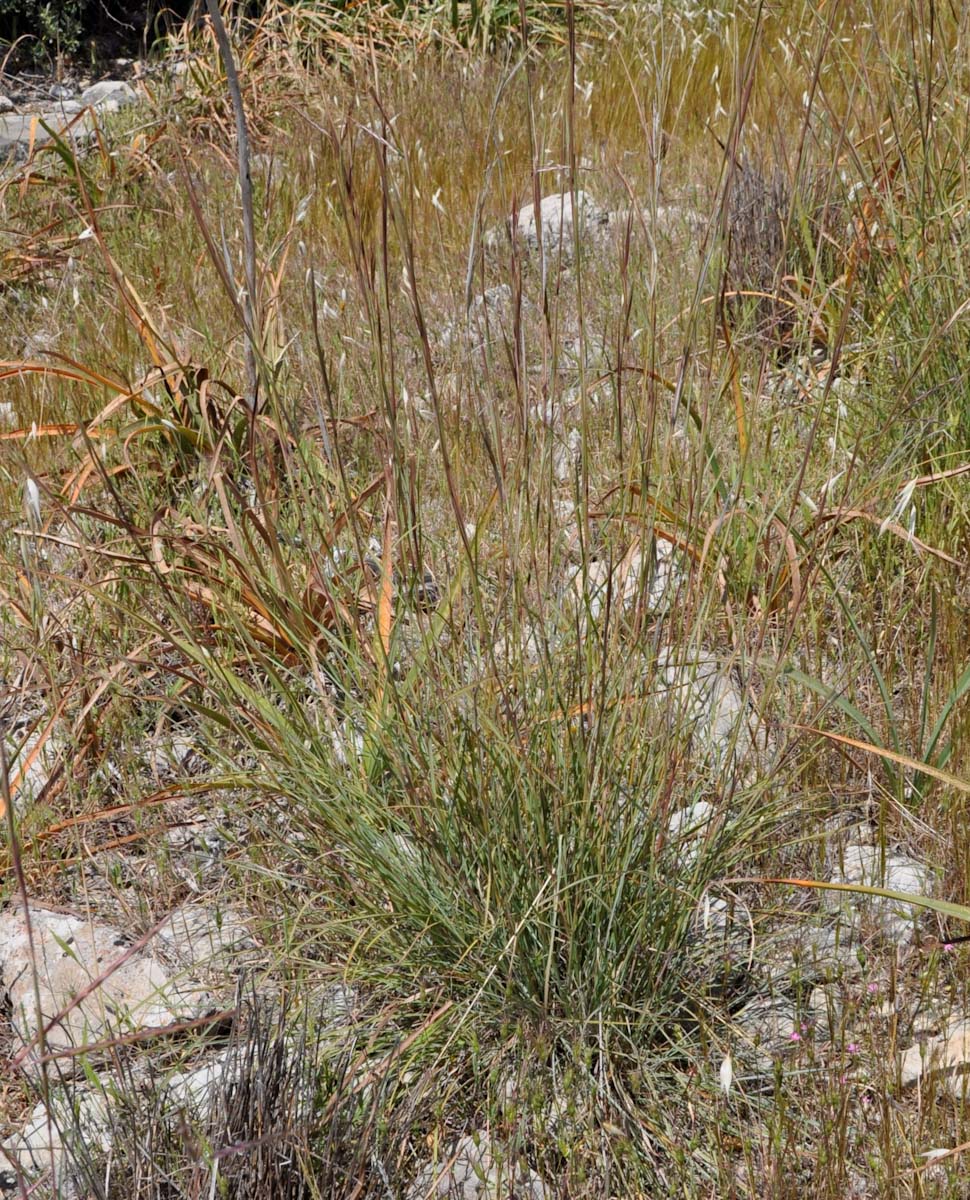 Image of Hyparrhenia hirta specimen.