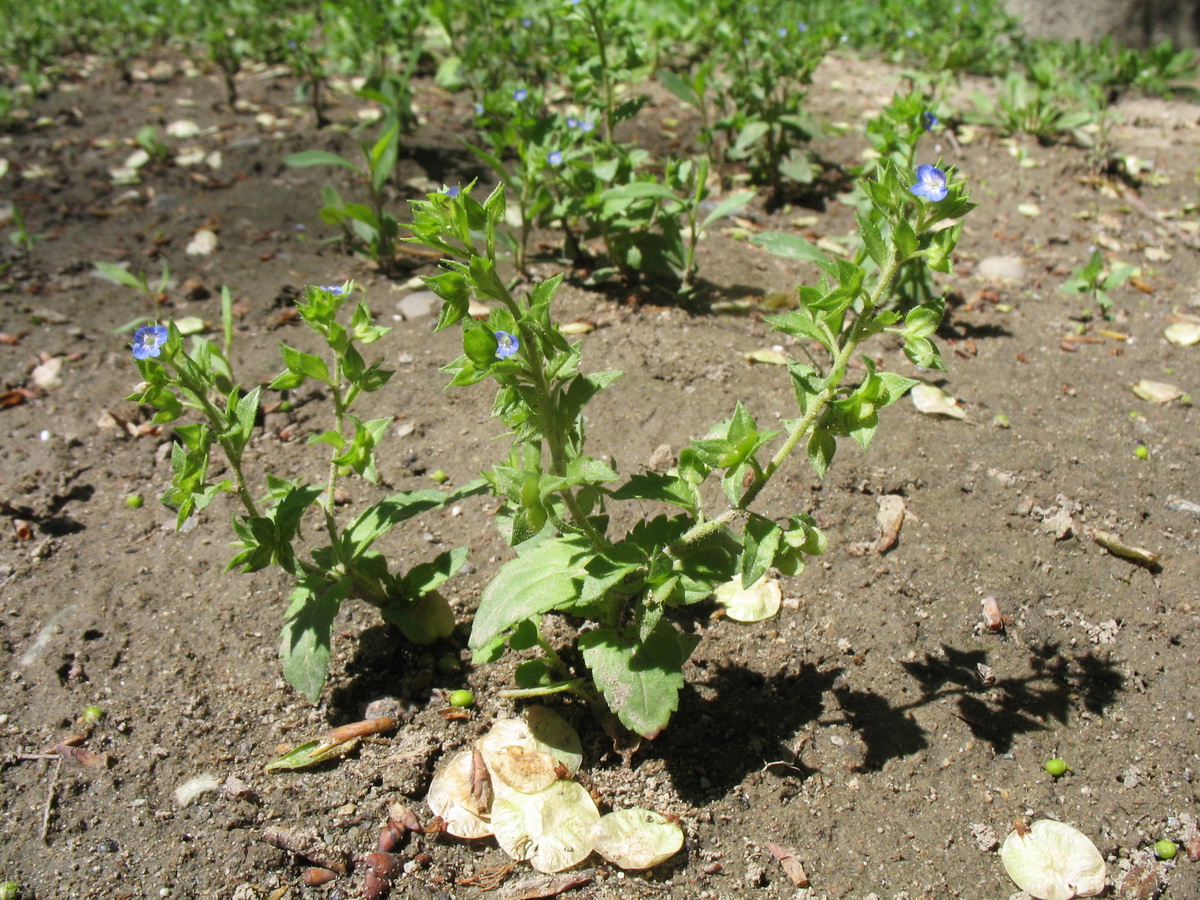 Image of Veronica cardiocarpa specimen.