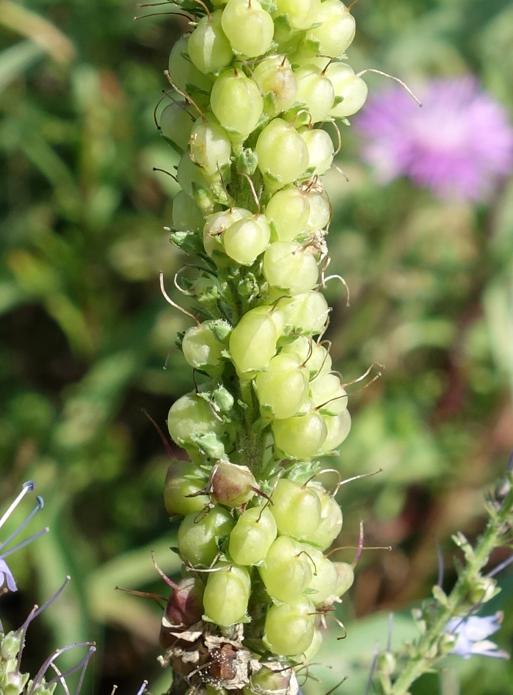 Изображение особи Veronica linariifolia.