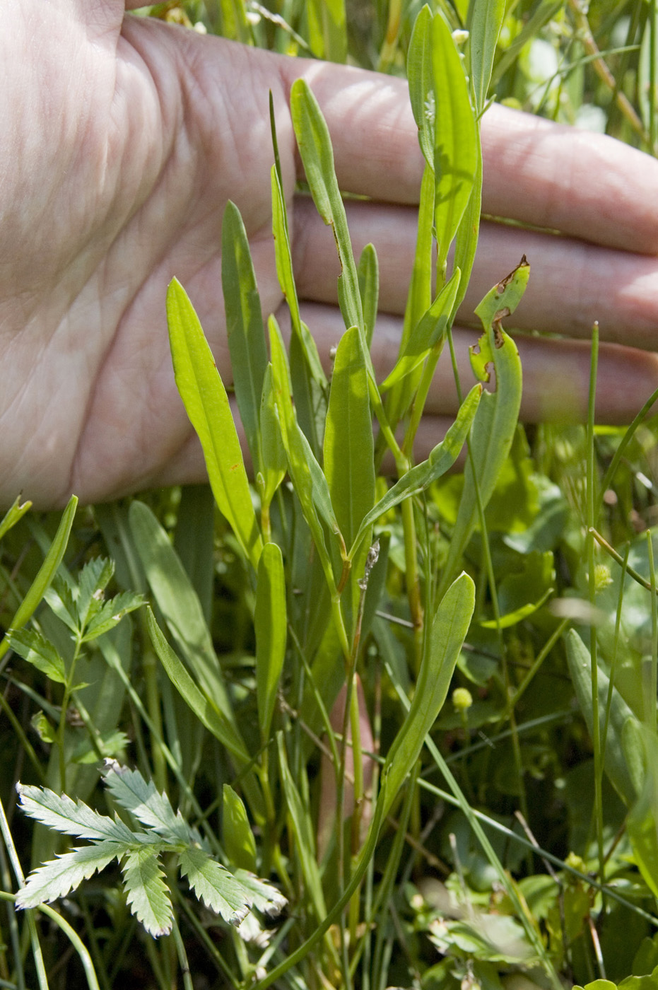 Изображение особи Knorringia sibirica.