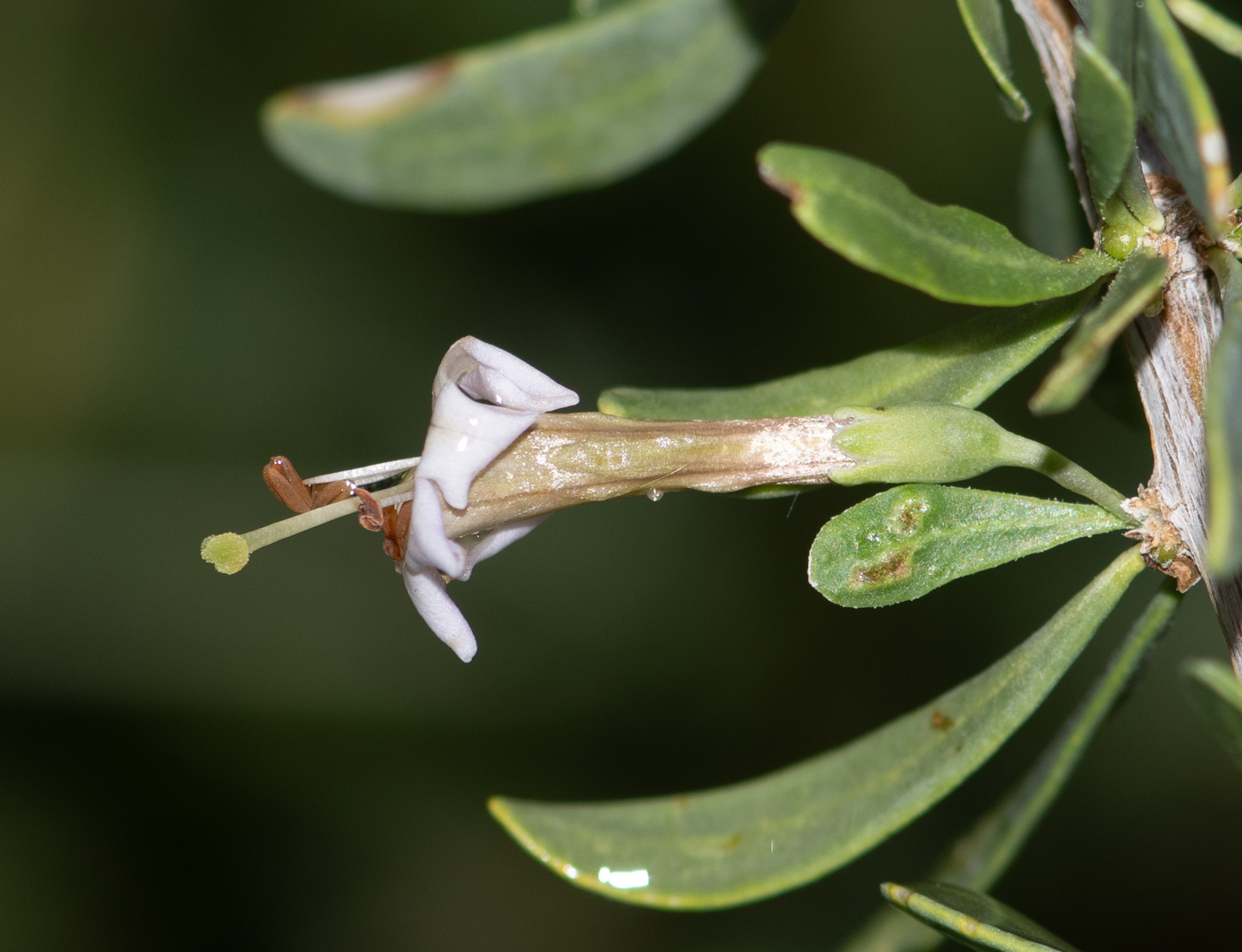 Изображение особи Lycium bosciifolium.