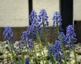 род Muscari