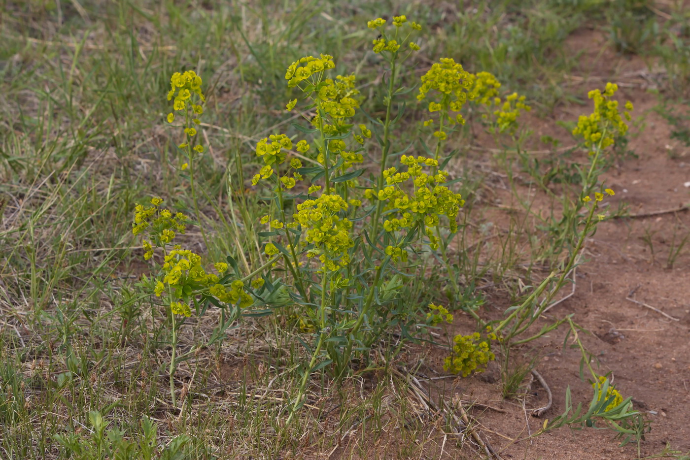 Изображение особи Euphorbia virgata.