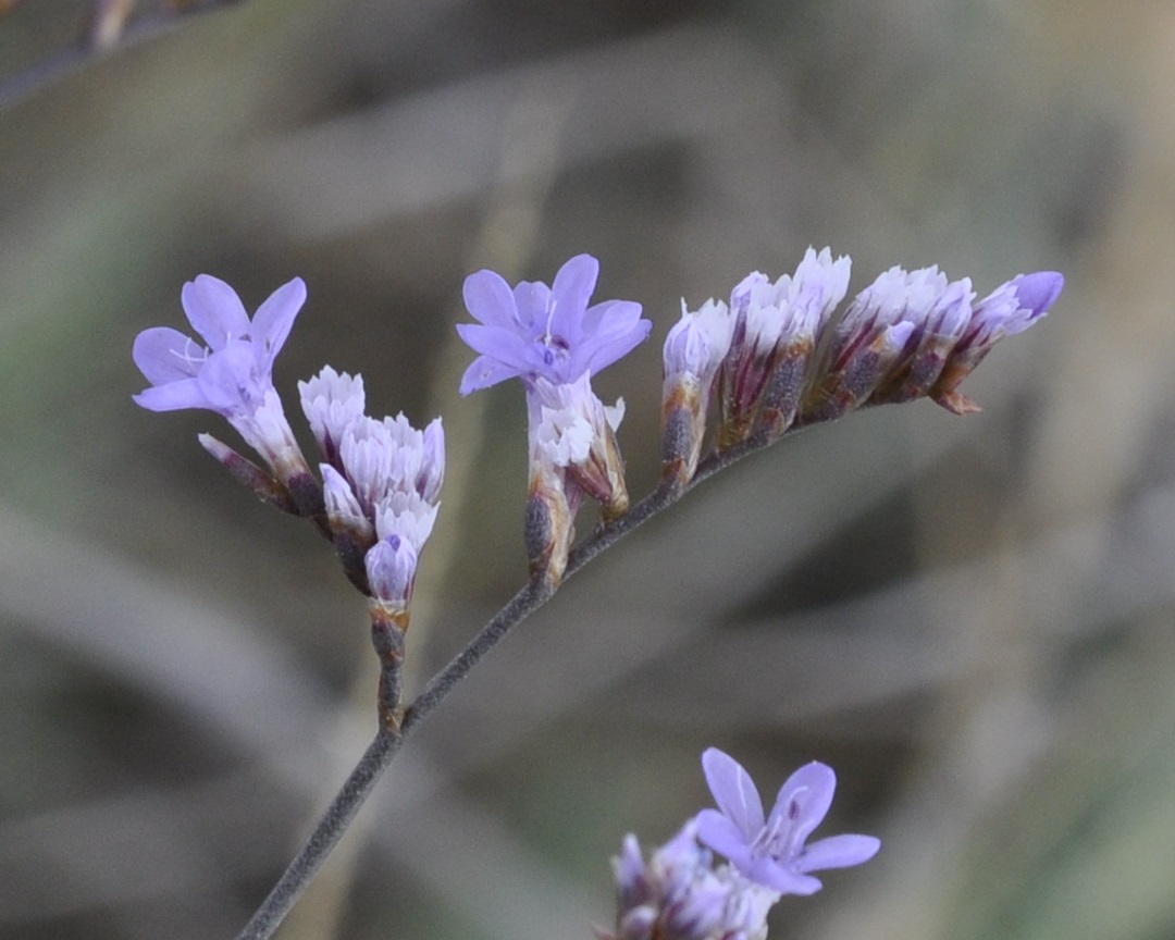 Image of Limonium narbonense specimen.