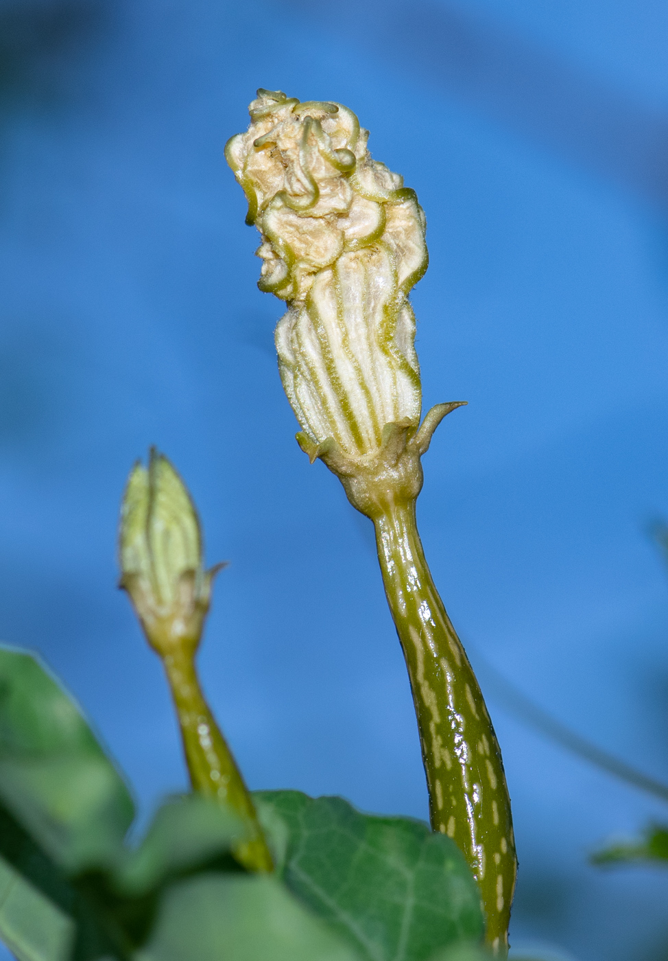 Изображение особи Coccinia sessilifolia.