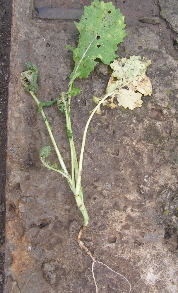 Изображение особи семейство Brassicaceae.