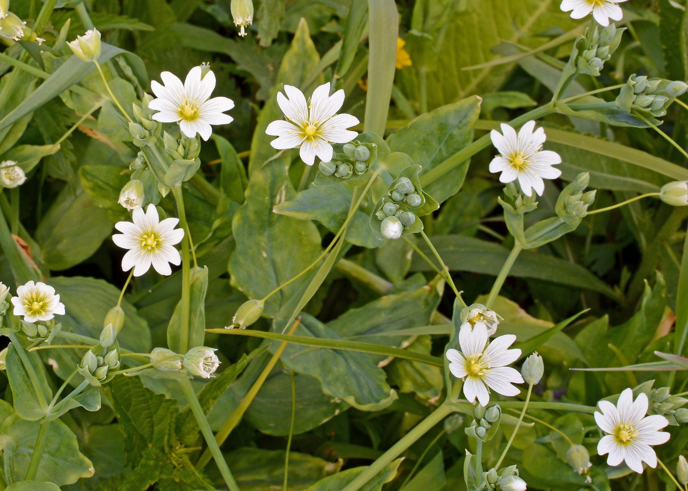 Изображение особи Cerastium davuricum.