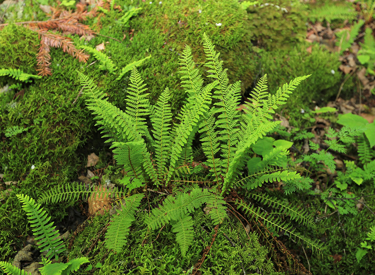 Image of Dryopteris fragrans specimen.