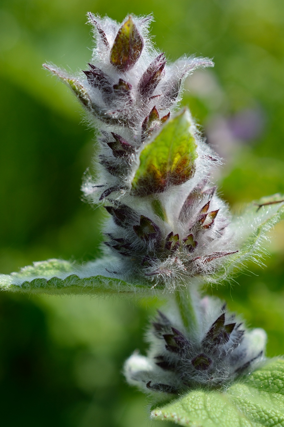 Изображение особи Stachys balansae.