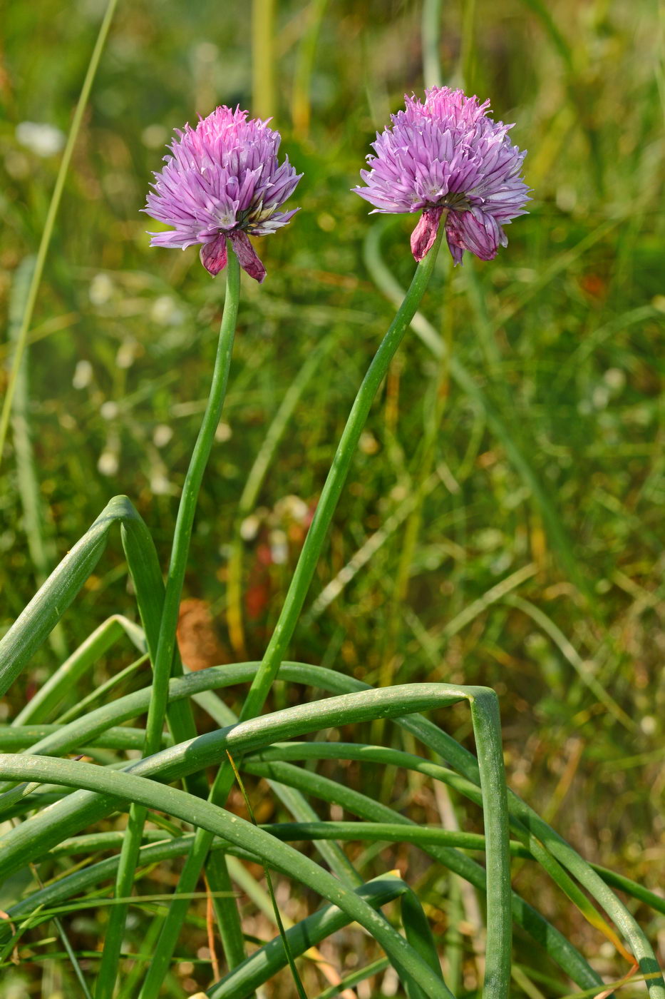 Image of Allium schoenoprasum specimen.