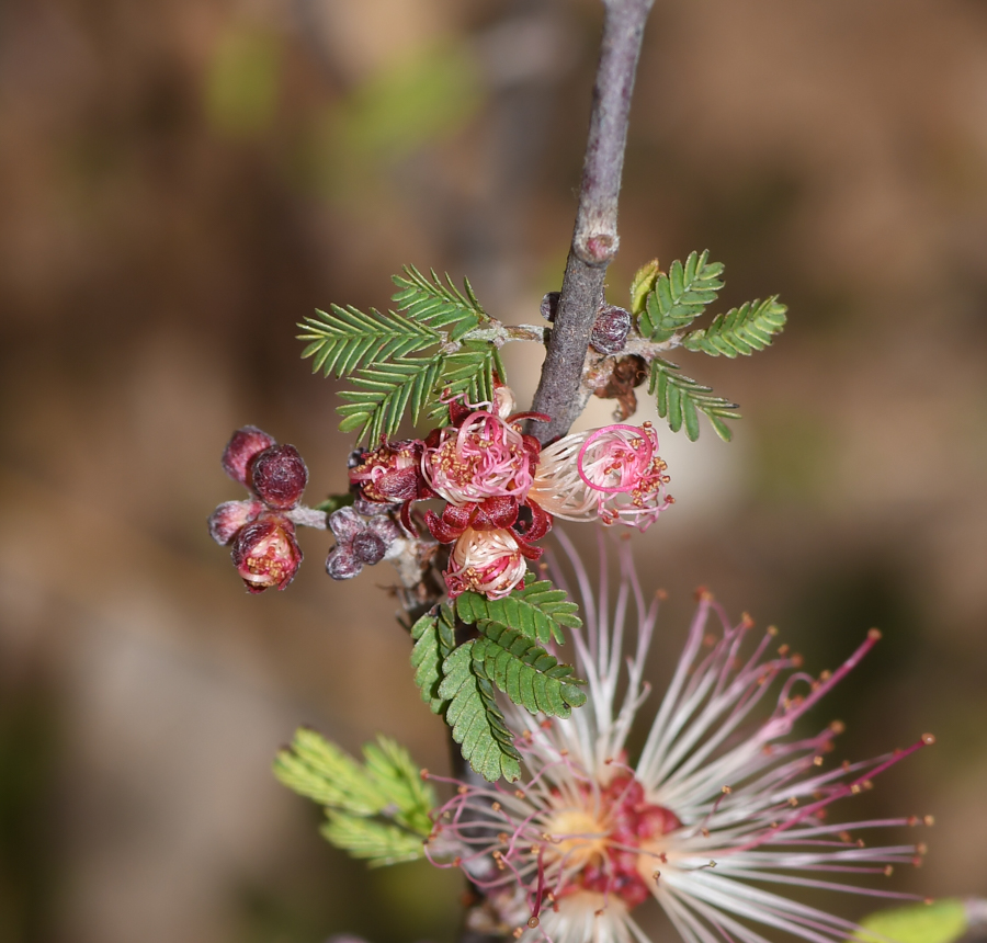Image of Calliandra eriophylla specimen.