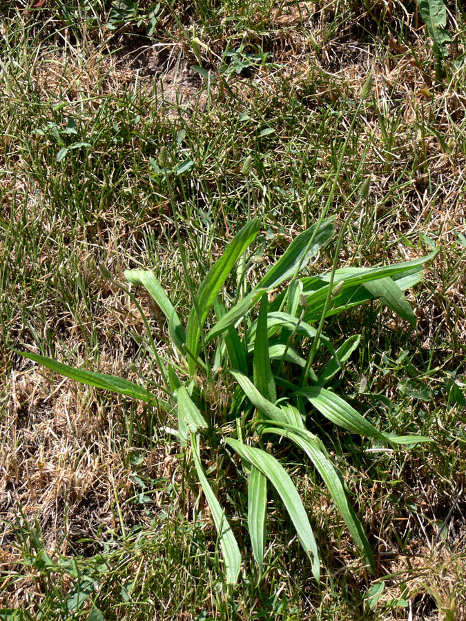 Image of Plantago lanceolata specimen.