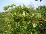 Salix dshugdshurica. Часть ветви плодоносящего растения. Магаданская обл., окр. г. Магадан, нижнее течение р. Магаданка, в разреженном ивняке. 01.07.2020.