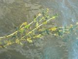 Potamogeton perfoliatus