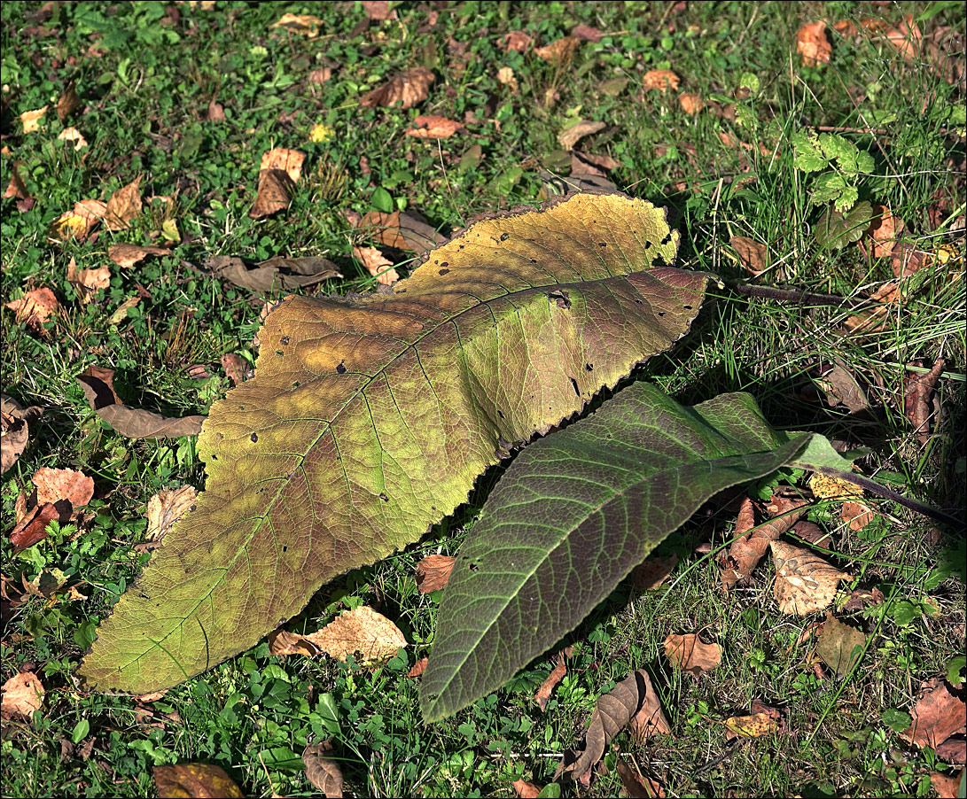 Image of Inula helenium specimen.