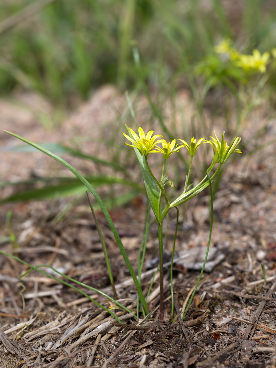 Image of Gagea minima specimen.