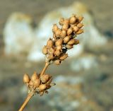 Silene densiflora