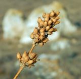 Image of taxon representative. Author is Евгений Спиваковский