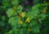 Ribes alpinum