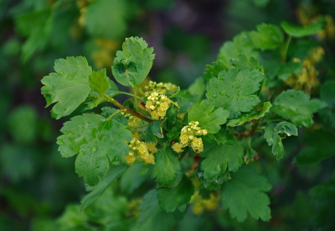 Изображение особи Ribes alpinum.