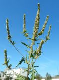Ambrosia artemisiifolia