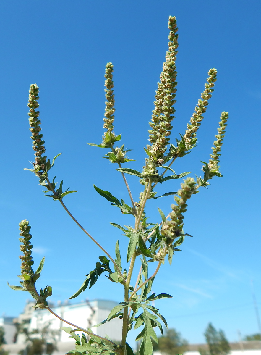 Image of Ambrosia artemisiifolia specimen.