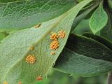 Berberis vulgaris. Часть листа (вид снизу) с поражениями ржавчинным грибом. Кабардино-Балкария, Эльбрусский р-н, окр. с. Нейтрино, ок. 1800 м н.у.м., среди камней. 05.07.2020.