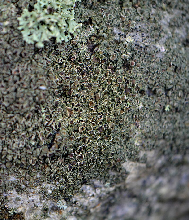 Image of genus Lecanora specimen.