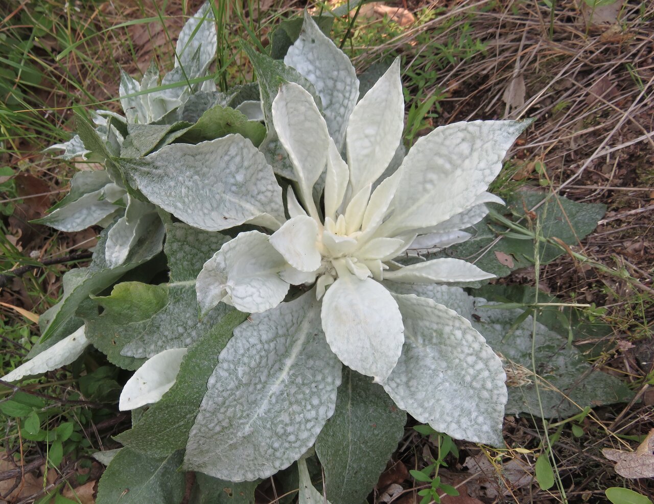 Изображение особи Verbascum spathulisepalum.