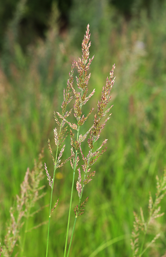 Image of Arundinella anomala specimen.