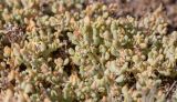 Tetragonia reduplicata. Верхушки побегов плодоносящего растения. Намибия, регион Erongo, ок. 10 км к востоку от г. Свакопмунд, пустыня Намиб, национальный парк \"Dorob\". 03.03.2020.