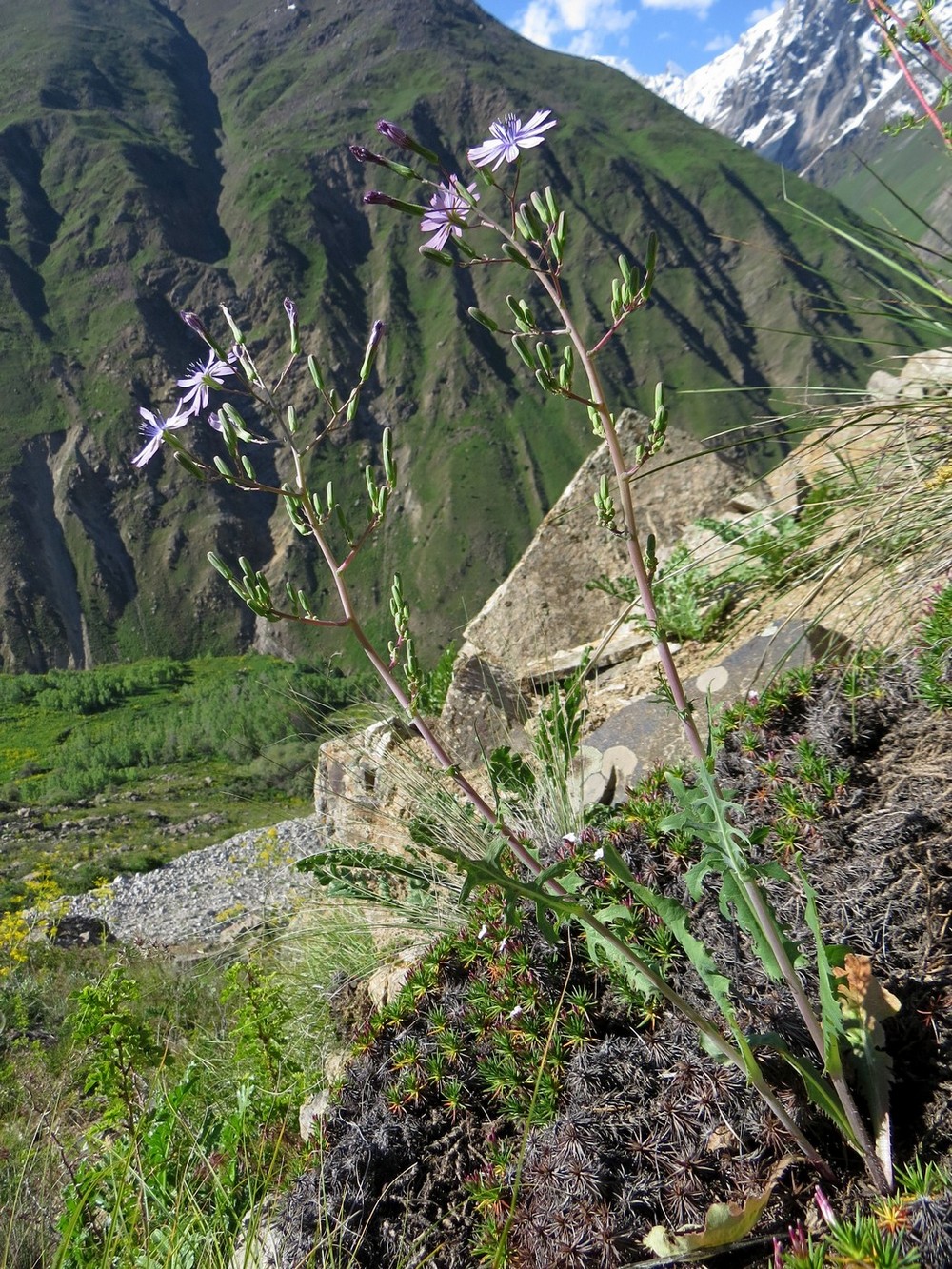 Изображение особи Cephalorrhynchus soongoricus.