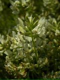 Oxytropis katangensis