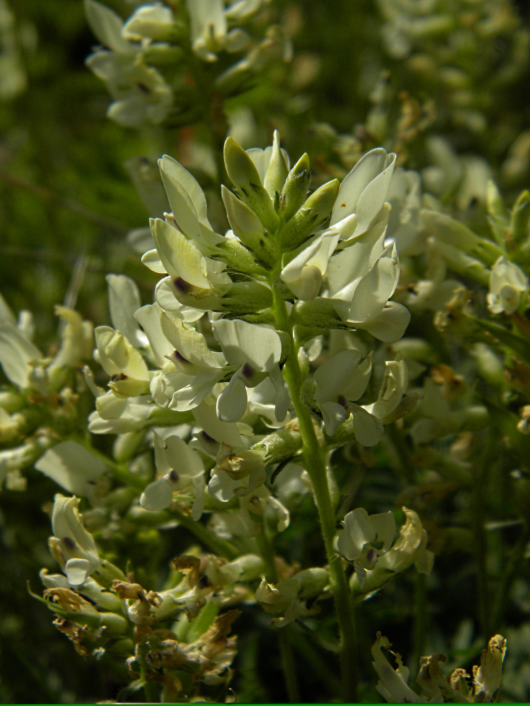 Image of Oxytropis katangensis specimen.