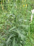 Sonchus arvensis